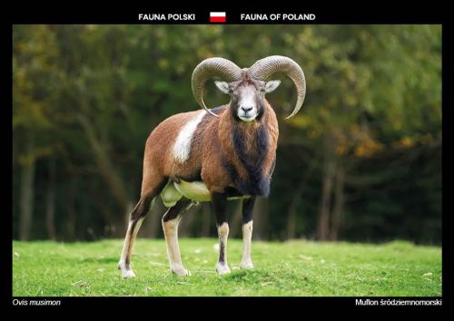 Fauna Polski: Muflon śródziemnomorski