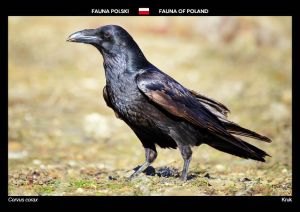 Fauna Polski: Kruk
