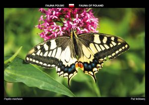 Fauna Polski: Paź królowej