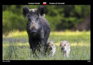 Fauna Polski: Dzik