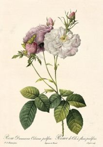 Rosa Damascena Celsiana prolifera