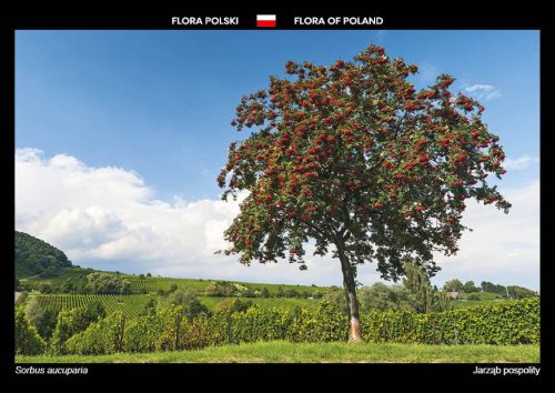 Flora Polski: Jarząb pospolity