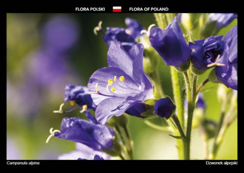 Flora Polski: Dzwonek alpejski