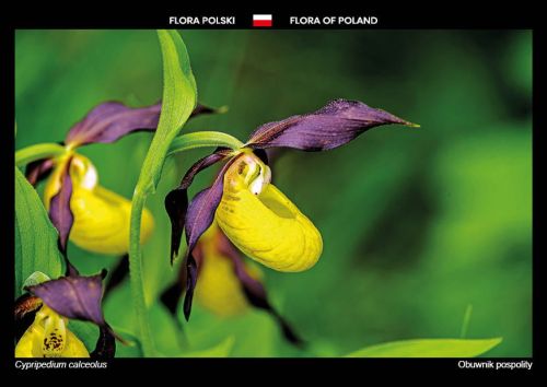 Flora Polski: Obuwnik pospolity