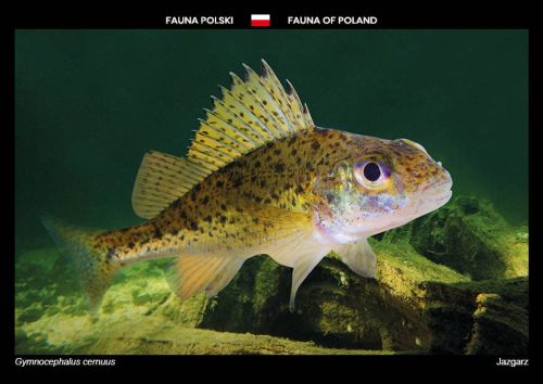 Fauna Polski: Jazgarz