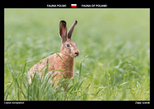 Fauna Polski: Zając szarak