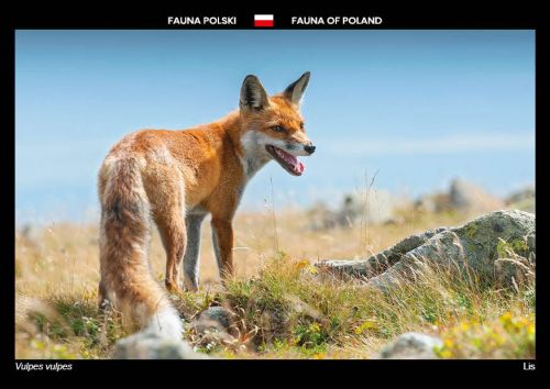 Fauna Polski: Lis
