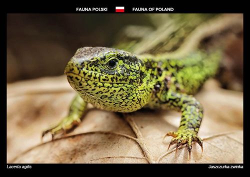 Flora Polski: Jaszczurka zwinka