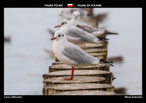 Flora Polski: Mewa śmieszka
