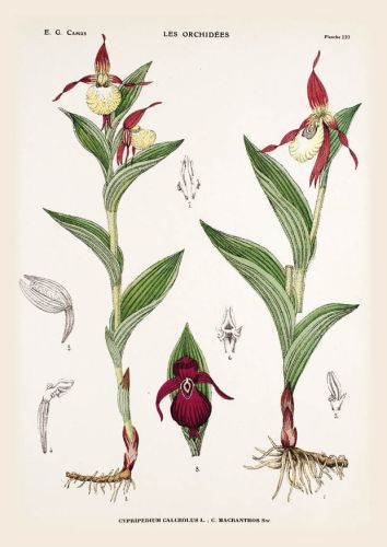 Cypripedium calceolus