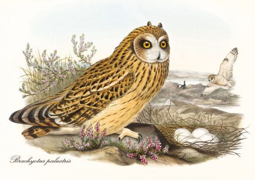 Brachyotus palustris - Uszatka błotna