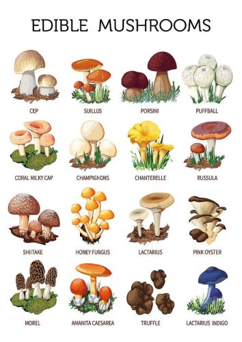 Grzyby jadalne