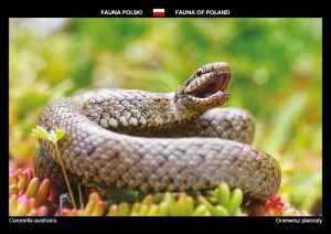 Fauna Polski: Gniewosz plamisty