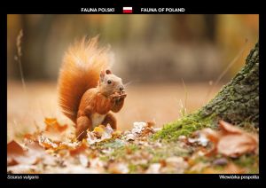 Fauna Polski: Wiewiórka pospolita