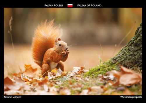 Fauna Polski: Wiewiórka pospolita