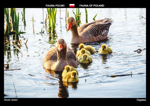 Fauna Polski: Gęgawa