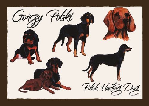 Polskie Rasy Psów - Gończy Polski