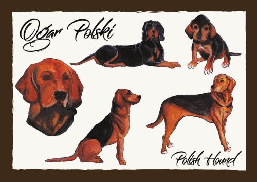 Polskie Rasy Psów - Ogar Polski