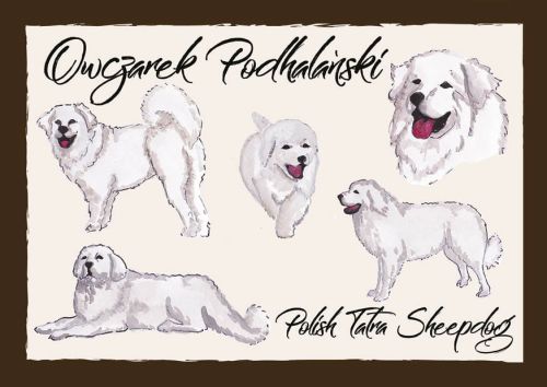 Polskie Rasy Psów - Owczarek Podhalański