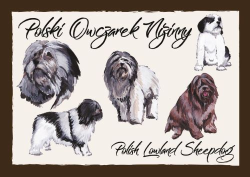 Polskie Rasy Psów - Polski Owczarek Nizinny