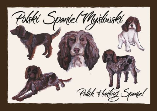 Polskie Rasy Psów - Polski Spaniel Myśliwski