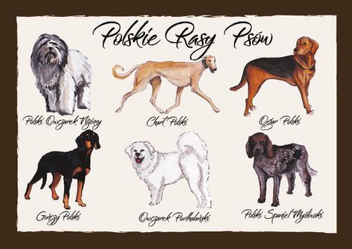 Polskie Rasy Psów