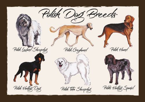 Polish Dog Breeds