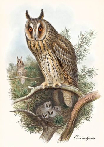 Otus vulgaris - Uszatka zwyczajna