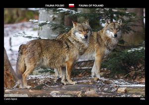 Fauna Polski: Wilk