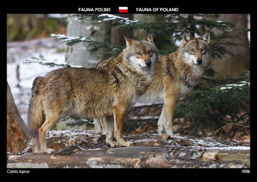Fauna Polski: Wilk
