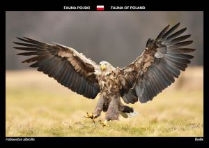 Fauna Polski: Bielik