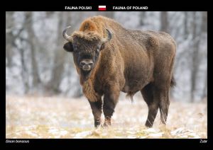 Fauna Polski: Żubr