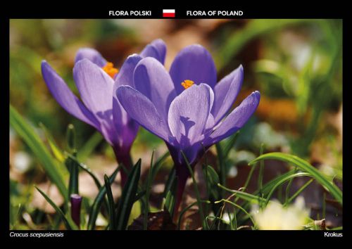 Flora Polski: Krokus