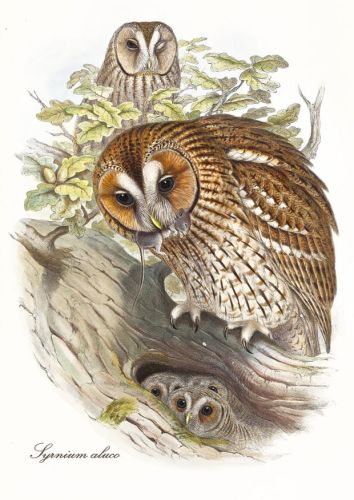 Syrnium aluco - Tawny owl