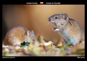 Fauna Polski: Mysz polna