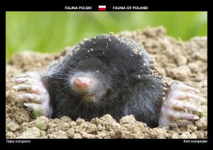Fauna Polski: Kret europejski