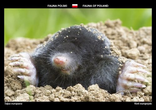 Fauna Polski: Kret europejski