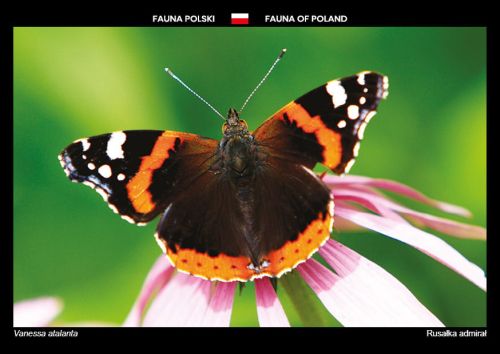 Fauna Polski: Rusałka admirał