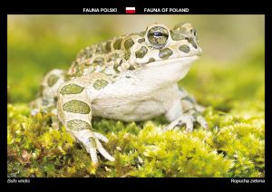 Fauna Polski: Ropucha zielona