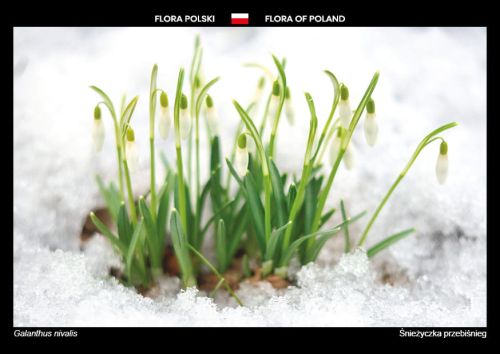 Flora Polski: Śnieżyczka przebiśnieg