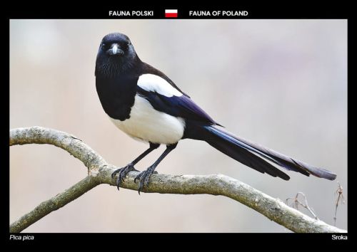 Fauna Polski: Sroka