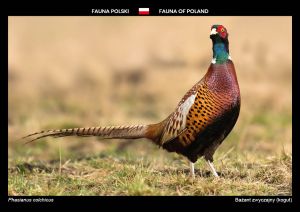 Fauna Polski: Bażant zwyczajny (kogut)