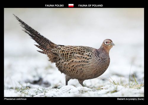 Fauna Polski: Bażant zwyczajny (kura)