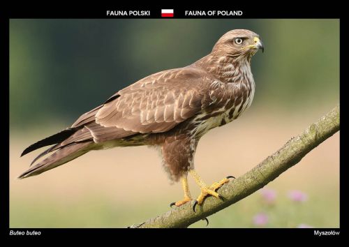 Fauna Polski: Myszołów