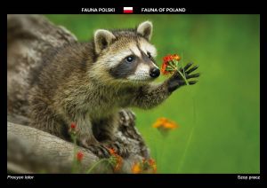 Fauna Polski: Szop pracz