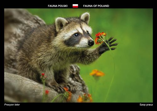 Fauna Polski: Szop pracz