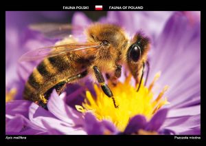 Fauna Polski: Pszczoła miodna