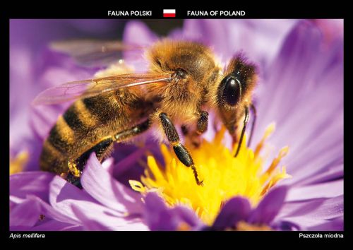 Fauna Polski: Pszczoła miodna