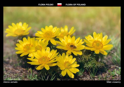 Flora Polski: Miłek wiosenny