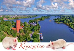 Kruszwica
